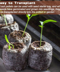 Close-up of 55 Pack 36mm Peat Pellets for Seedlings Seed Starters Plugs in a tray with sprouting plants