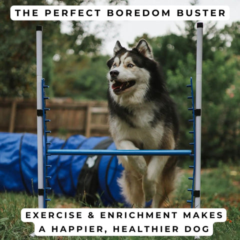 Dog jumping over bar, part of Backyard Dog Agility Jump Set 4 Pack With Two Adjustable Bar Jumps And Two Breakaway Tire Jumps