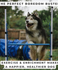 Dog jumping over agility bar from 4 Pack Adjustable Dog Agility Bar Jumps With Cup Strips For Backyard Training And Competition Style