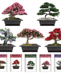 Indoor Bonsai Garden Starter Kit With Five Seed Varieties Acacia Wisteria Red Maple Black Pine Judas Tree Easy Grow Kit pots