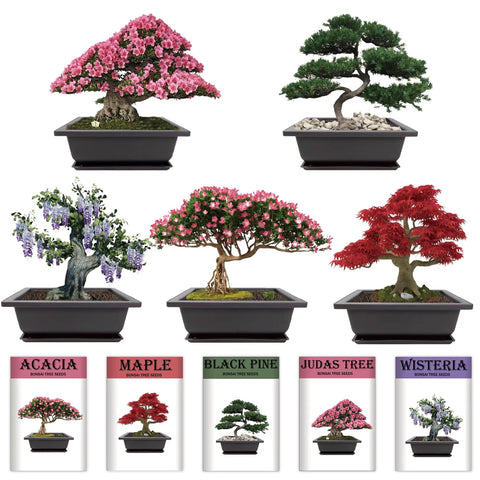 Indoor Bonsai Garden Starter Kit With Five Seed Varieties Acacia Wisteria Red Maple Black Pine Judas Tree Easy Grow Kit pots