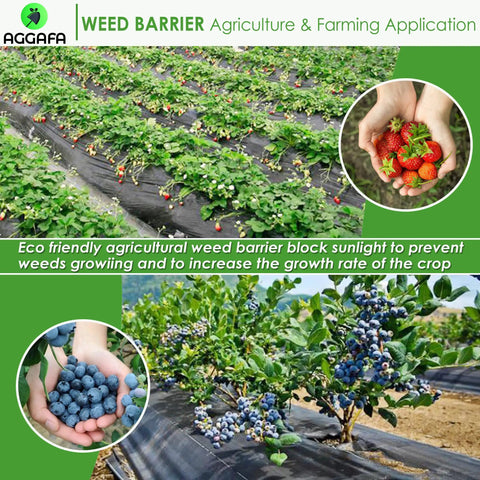 Pro Grade Premium Heavy Duty Weed Barrier Fabric For Landscaping Farming And Gardening And Agriculture 2Ft By 50Ft 100 Percent Virgin Material Durable Woven Landscape Fabric For Weed Control Under Mulch Or Gravel 3.2oz installed in strawberry and blueberry fields
