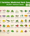 Ancestral Apothecary Medicinal Tea Herb Seed Chest With 40 Heirloom Non GMO Seeds For Planting Oregano Basil Chamomile Lavender And More In Raised Beds And Windowsills A Thoughtful Garden Gift For Women And Men image showing 40 varieties of medicinal herb seeds with illustrations of different herbs.