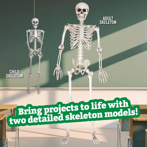Posable Life Size Skeleton Family Four Piece Set Two Adults At 5ft 4in And Two Kids At 2ft Flexible Joints Moveable Head Jaw And Limbs
