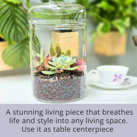 Glass Terrarium Jar With Lid 6x9 Inch Indoor Planter For Succulents Cacti Ferns Moss Reptiles Mini Fairy Moss Cool Tabletop Decoration For Home Office Kitchen Windowsill Garden Decor