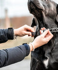 Adjustable Prong Collar With Quick Release ClicLock Buckle And 360 Degree Swivel For Small To Medium Dogs Up To 15 Inch Neck 2.25mm Prongs Stainless Steel Training Collar being adjusted on a dog's neck outdoors.