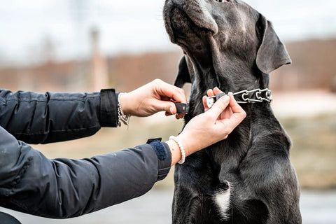 Adjustable Prong Collar With Quick Release ClicLock Buckle And 360 Degree Swivel For Small To Medium Dogs Up To 15 Inch Neck 2.25mm Prongs Stainless Steel Training Collar being adjusted on a dog's neck outdoors.