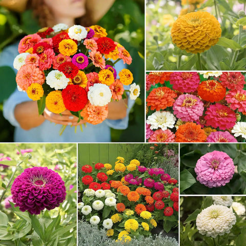 Zinnia Seeds Mix Open Pollinated 1 Oz Bulk Pack With Five Varieties Pink Yellow Orange White Purple Great For Colorful Garden Beds Big Bright Blooms And Easy To Grow