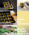 Steps for germinating seeds in Rockwool Cubes 1 Inch for Hydroponics; includes soaking, inserting seeds, and nutrient irrigation.