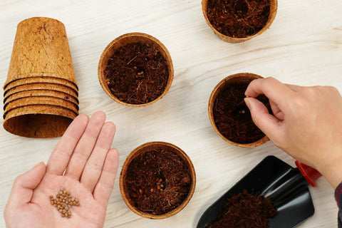 3.25 Inch Coconut Coir Biodegradable Pots 22 Pack Plantable Seed Starter Pots Peat Free Eco Friendly Sustainable Garden Containers For Home Growers And Urban Gardeners in use, with seeds being planted.