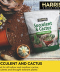 Fast Draining Succulent And Cactus Potting Soil Mix With Added Nutrients For Healthy Roots, Ideal For Indoors Or Outdoors, 4 Quarts bag next to potted cacti.