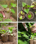 Breathable Paper Pulp Nursery Pots For Seedlings With Drainage Root Friendly Germination Containers; seedlings in pots outdoors