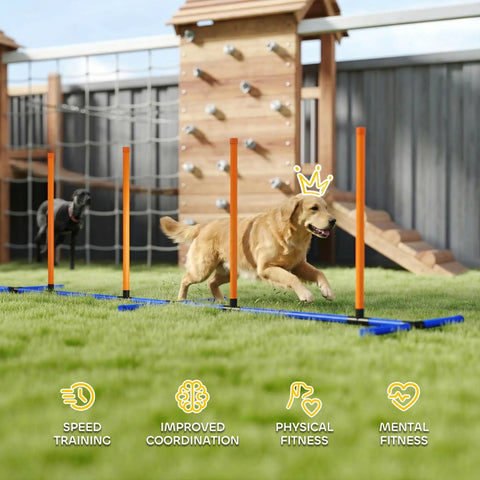 Golden retriever using Adjustable Dog Agility Training Equipment For Backyard Courses With Weave Poles Carry Bag And Ground Stakes