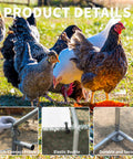 Chickens roaming near Large Metal Chicken Coop Walk In Poultry Cage With Water Resistant Roof And Anti UV Cover Outdoor Run Pen details shown