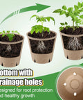 3.2 Inch Biodegradable Peat Pots With Drainage Holes, 50 Pack Seedling Starters Kit, showcasing root growth and drainage holes