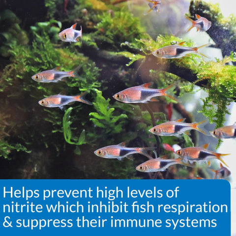 No Fuss Nitrite Test Kit For Freshwater And Saltwater Aquariums shows healthy fish swimming in a lush aquarium environment.