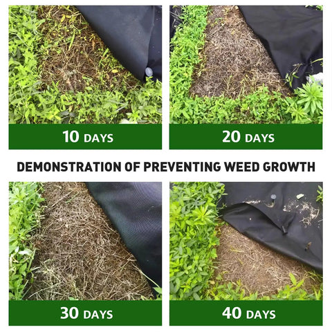 Demonstration of Tough As Nails Weed Barrier Landscape Fabric 3ft By 30ft use over 40 days, showing weed control effectiveness.