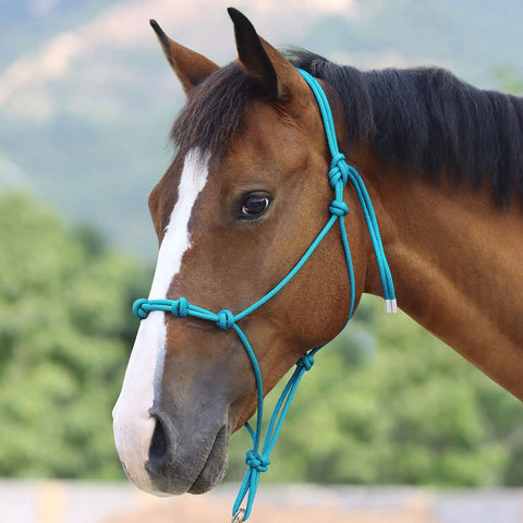 Close-up of a horse wearing a Yearling Size Turquoise Rope Halter For Horses, Super Sturdy Training Halter With Four Knots.