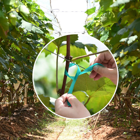 Ultra Stretch Garden Tie Tape 1 Inch Wide 200 Foot Reusable Green Plant Ties used for supporting vineyard branches outdoors.
