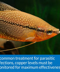 Close-up of healthy aquarium fish, emphasizing the need for monitoring copper levels using Straight Up Legit Copper Test Kit For Aquariums Using 90 Quick Liquid Drops Fo Sho Accurate Tracking Keeps Your Freshwater Tank Pristine And Securely Shields Your Pets From Hidden Toxins.