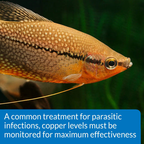 Close-up of healthy aquarium fish, emphasizing the need for monitoring copper levels using Straight Up Legit Copper Test Kit For Aquariums Using 90 Quick Liquid Drops Fo Sho Accurate Tracking Keeps Your Freshwater Tank Pristine And Securely Shields Your Pets From Hidden Toxins.