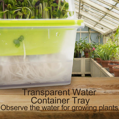 Transparent water container tray for growing plants with visible roots and sprouts in a greenhouse setting.