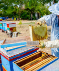 Beekeeper using Beekeeping Brush With Natural Horsehair And Wooden Handle For Hive Cleaning near colorful beehives.