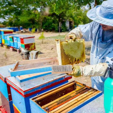 Beekeeper using Beekeeping Brush With Natural Horsehair And Wooden Handle For Hive Cleaning near colorful beehives.