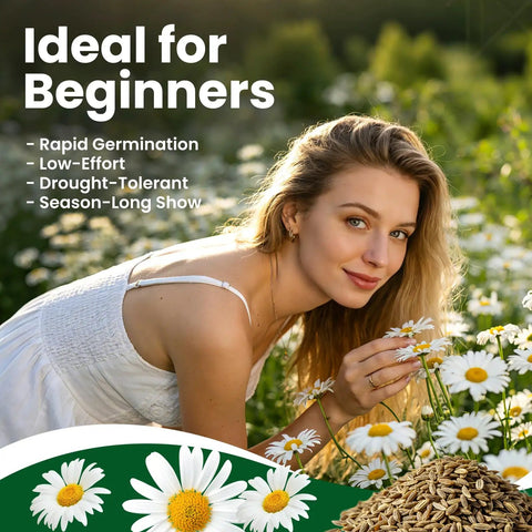 German Chamomile Seeds Pack With About 2300 Perennial Seeds For Your Home Garden Easy To Grow High Germination No Fuss Indoor Or Outdoor Planting Perfect For Your Dope Herb Garden