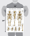 Sixteen Pack Anatomy Posters Set Laminated 18 By 24 Inches Includes Muscular Skeletal Digestive Respiratory Circulatory Endocrine