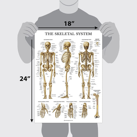 Sixteen Pack Anatomy Posters Set Laminated 18 By 24 Inches Includes Muscular Skeletal Digestive Respiratory Circulatory Endocrine