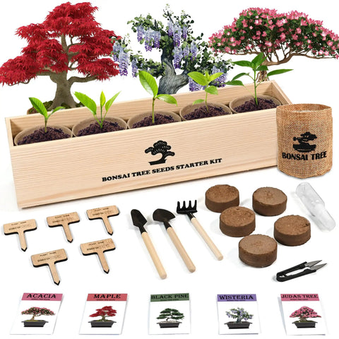 judas tree bonsai indoor Indoor Bonsai Garden Starter Kit