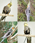 Cockatiels wearing Bird Harness With Buckle Clip And Leash For Small Birds Outdoor Flying Kit Parrot Parakeet Cockatiel Conure
