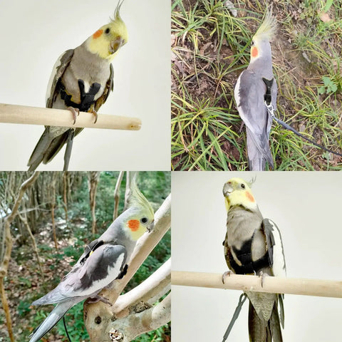 Cockatiels wearing Bird Harness With Buckle Clip And Leash For Small Birds Outdoor Flying Kit Parrot Parakeet Cockatiel Conure