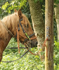 Side view of a horse tied using a Magnetic Tie Ring For Horses, Safe And Humane Horse Training Equipment with eye bolt attachments.