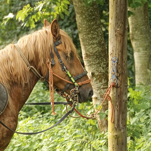 Side view of a horse tied using a Magnetic Tie Ring For Horses, Safe And Humane Horse Training Equipment with eye bolt attachments.