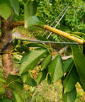 20 Piece Fruit Tree Limb Spreader Set For Branch Support 10 Inch Spreader Tools in use on a tree branch to promote growth.
