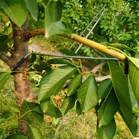 20 Piece Fruit Tree Limb Spreader Set For Branch Support 10 Inch Spreader Tools in use on a tree branch to promote growth.