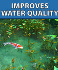 Koi fish swimming in a pond with plants, showcasing the effect of MuckOff Pond Muck Treatment For Water Gardens And Bird Baths