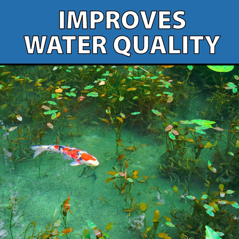 Koi fish swimming in a pond with plants, showcasing the effect of MuckOff Pond Muck Treatment For Water Gardens And Bird Baths