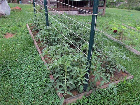 6300 Ft Tomato Twine For Trellising Gardens Heavy Duty Poly Garden String supporting young tomato plants in a garden.