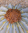Top view of Golden Barrel Cactus Torch Outdoor Yard Art In Weatherproof Steel Large 18 Inch Wide By 13 Inch High Lawn Decor