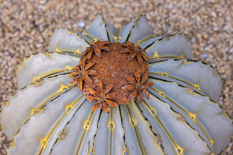 Top view of Golden Barrel Cactus Torch Outdoor Yard Art In Weatherproof Steel Large 18 Inch Wide By 13 Inch High Lawn Decor