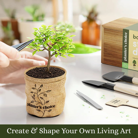 Bonsai Starter Kit With Five Varieties Black Locust Blue Jacaranda Crape Myrtle Pigeon Pea Delonix Regia All In One Deluxe Indoor
