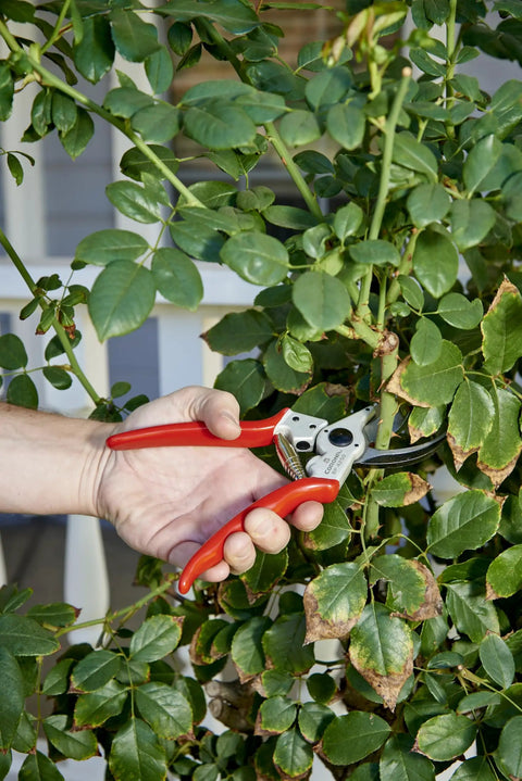 Hand using Max Forged Aluminum Bypass Pruner for 1 inch cut capacity with replaceable steel blade to trim thick branches.