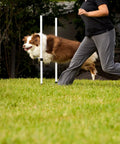 Border Collie jumping over Dog Agility Jump Bars Set Of Four With Adjustable Heights And 36 Inch Wide Spacing outdoors with handler.