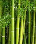 Fast Growing Bamboo Seeds For Privacy Screen And Windbreak, Giant 420 Black Bamboo With Striking Dark Stems, vivid tall bamboo