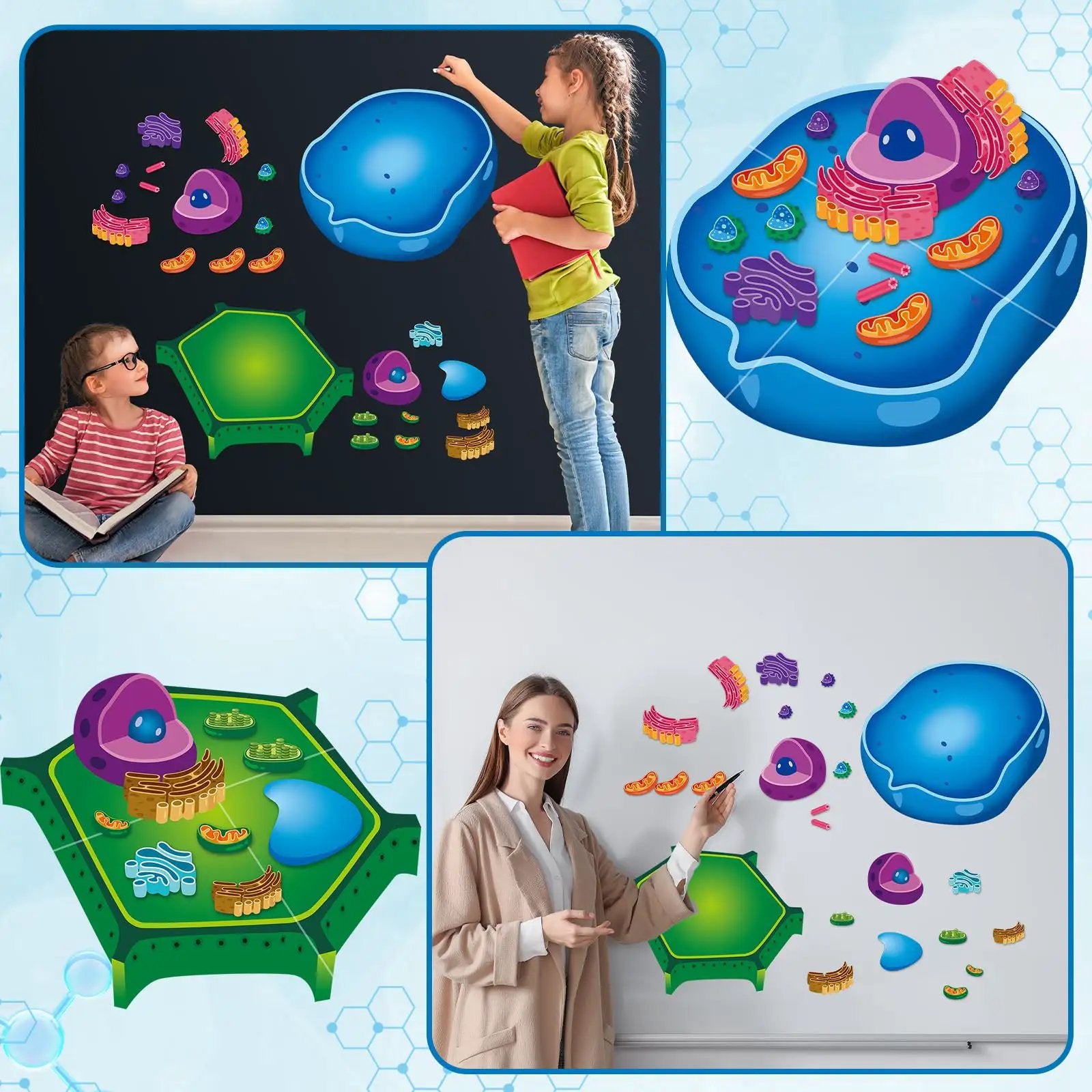 Magnetic Animal And Plant Cell Models Set With 24 ✓