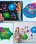 Magnetic Animal And Plant Cell Models Set With 24 Piece Hands On Educational Science Kit in classroom activity setup