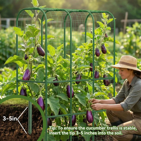 Gardener securing 62 Inch Tall Cucumber Trellis For Raised Beds, Outdoor Garden Vine Support with eggplants growing and inset of trellis base depth.